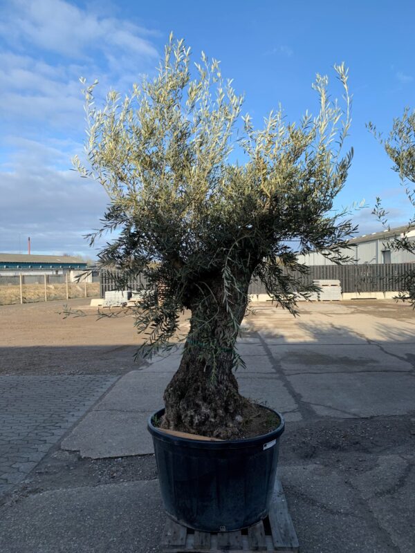 Stort Oliventræ 5