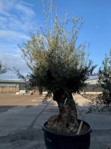 Stort Oliventræ 1