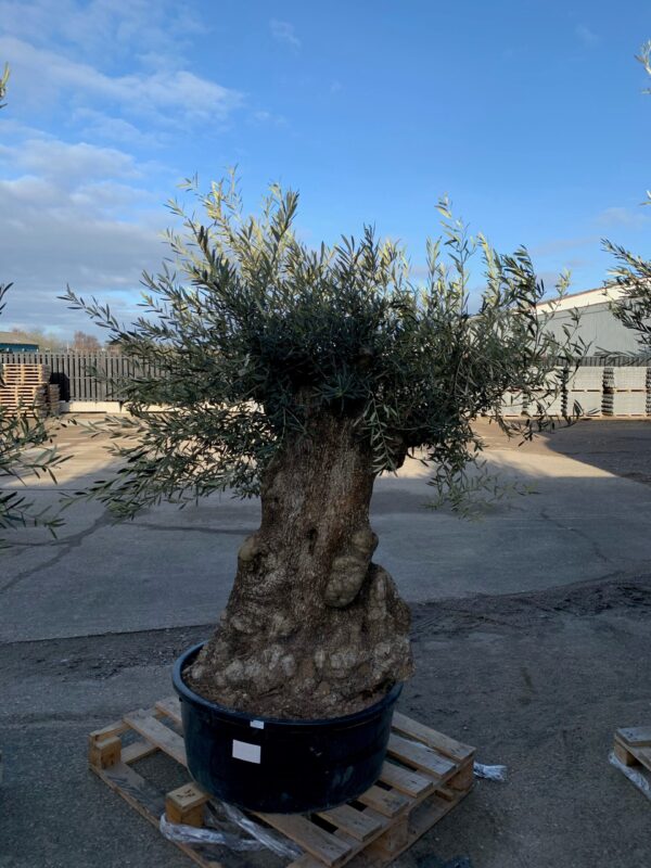 Stort Oliventræ 3